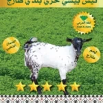 خروف تيس بيشي حري بلدي طازج