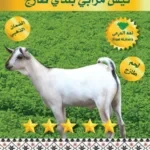 تيس تربية