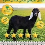 تيس عرضي لباني بلدي طازج