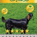 تيس هندي مبرد