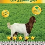 تيس كشميري مبرد