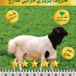 خروف بربري