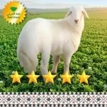 خروف حري لباني طازج
