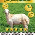خروف رفيدي بلدي طازج