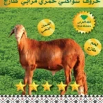 خروف سواكني حمري مرابي طازج