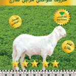 خروف سواكني مرابي طازج