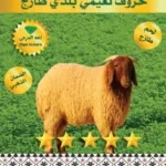 خروف نعيمي بلدي طازج