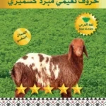 خروف نعيمي مبرد كشميري