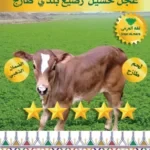 عجل حسيل رضيع بلدي طازج