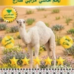 لحم حاشي مرابي طازج