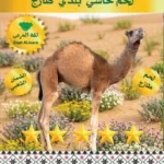 لحم حاشي بالعظم تربية 1 ك