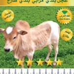 لحم مفروم عجل متبل خضار 1 ك