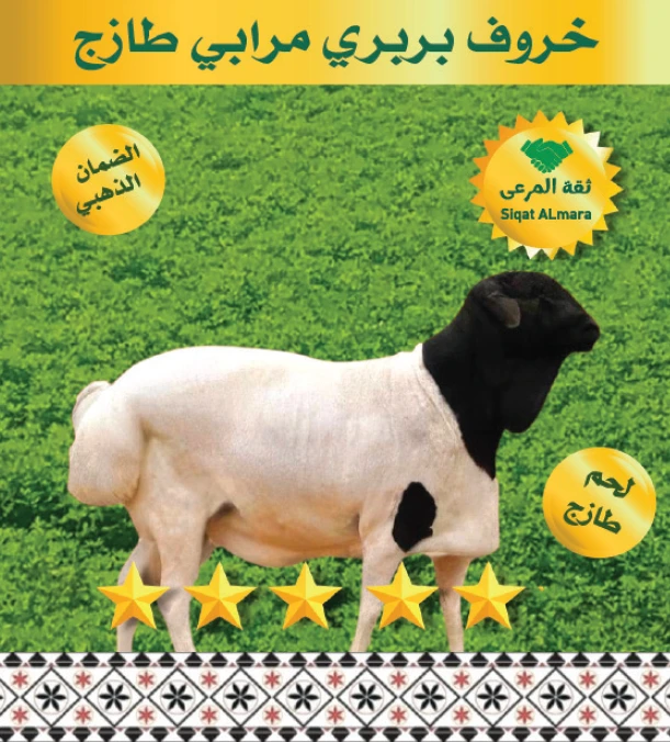 خروف بربري تربية وسط 12-14